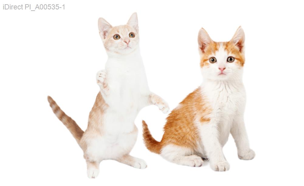 「台北寵物美容全攻略：2023年最受推薦的頂級寵物美容店！」示意圖